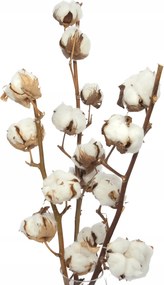 Szárított pamut ág pamut 6 virág szárított virágok váza