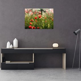 Pipacsok képe (70x50 cm)