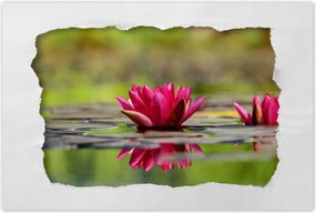 Poszterek 90x60 Vízi liliom