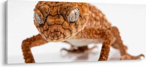 Gyík képe (120x50 cm)