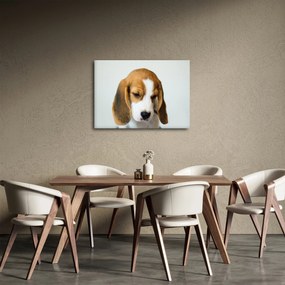 Beagle képe (70x50 cm)