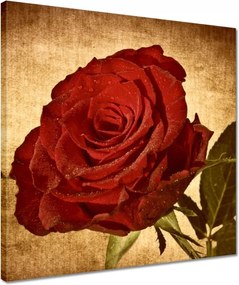 Vászonkép 40x40 Rózsa a háttérben szépia