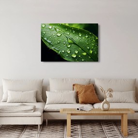 Kép - Levél eső után (90x60 cm)