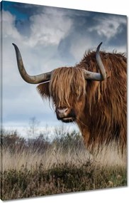 Vászonkép 60x80 Felvidéki tehén Szarvak