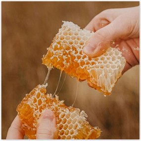 Poszterek 100x100 Méz Méhészet