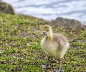 Poszter 60x50cm Gosling, Assaf Frank