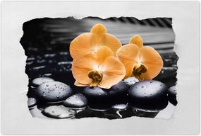 Poszterek 60x40 Narancssárga orchideák
