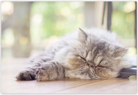 Poszterek 155x105 Cica Cicák