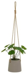 Műnövény (magasság 24 cm) Pilea – Casa Selección