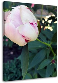 Gario Vászonkép Fehér pünkösdi rózsa Méret: 40 x 60 cm