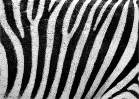Kép egy zebra bőrről (üvegen) (70x50 cm)