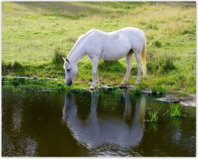 Poszterek 50x40 Fehér ló