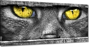 Vászonkép 180x90 Macskaszem Szem