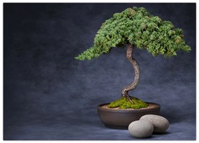 Kép - Bonsai (70x50 cm)