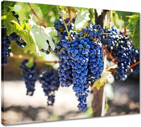 Vászonkép 50x40 Bor Szőlő Szőlőbirtok
