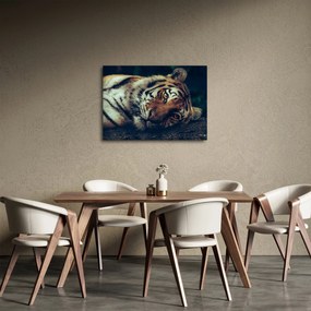 Kép - Szibériai tigris (70x50 cm)