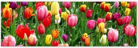 Poszterek 200x66 Színes tulipánok a réten