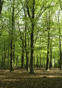 Poszter 29,7x42cm Tavaszi erdő