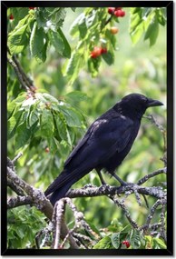 Poszterek keretben 40x60 Madarak