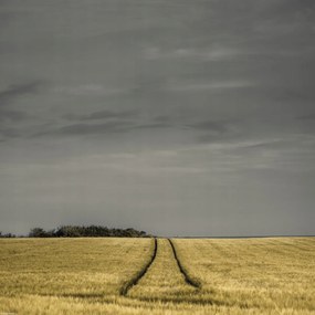 Poszter 40x40cm Búzamező, Assaf Frank