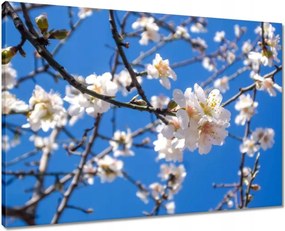 Vászonkép 70x50 Almafa virág
