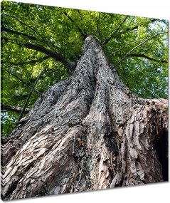 Vászonkép 60x60 Fa Fák Kilátás