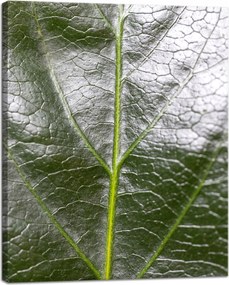Botanika Vászonkép Zöld levél 40x50 cm