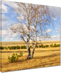 Vászonkép 40x40 Nyírfa a mezőn Tájkép