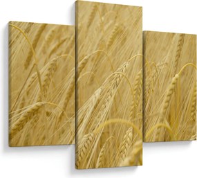 Kép - Árpa (90x60 cm)