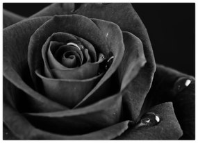 Kép - Bíborvörös rózsa (70x50 cm)