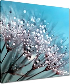 Vászonkép 60x60 Harmatcseppek Pitypang