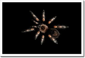 Poszter keretben 60x40 Nagy Tarantula pók