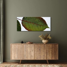 Kép - Rózsalevél (120x50 cm)