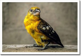 Poszterek keretben 60x40 Tükröződés a vízben Madár