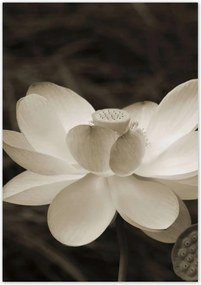 Poszterek 70x100 Lótusz Lótuszvirág