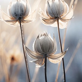 Poszter 30x30cm Költői ősz