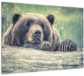 Medve képe (üvegen) (70x50 cm)