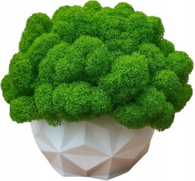 Moha kaspó Moha Chrobotek kaspóban fehér 3d nyomtatás #2