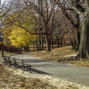Poszter 20x20cm Ösvény a Central Parkon át, Assaf Frank