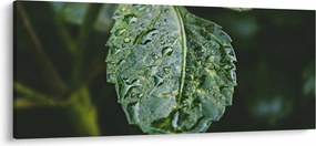 Kép - cseppek a levelen (120x50 cm)