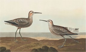 Fotótapéta Flizelin Dekoratív tapéta Madár sziluettek 416x254 Ragasztó