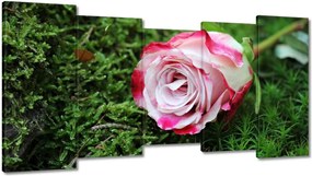 Vászonkép 150x80 Rózsa Virág Virágok Rózsa