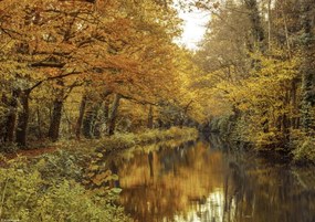 Poszter 29,7x21cm Csatorna az erdőn át 2, Assaf Frank