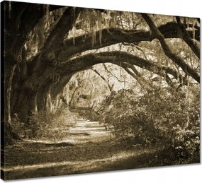 Vászonkép 50x40 Tölgyek a Szépia parkban