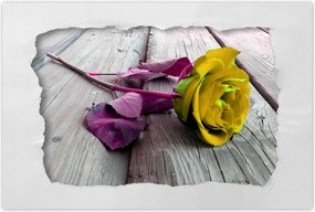 Poszterek 120x80 Freeky rose