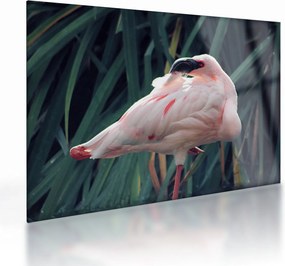 Kép - Flamingó (üvegen) (70x50 cm)