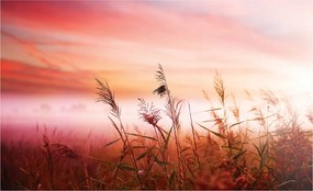 Fotótapéta Arany búzamező naplemente vinil 254x184 +ragasztó