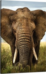 Vászonkép Elefánt a magas fűben Afrika 50x80 cm Ideális ajándék