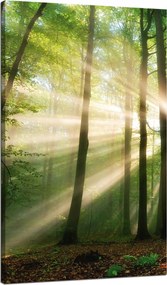 Vászonkép Nap az erdőben Fák Természet 70x120 cm