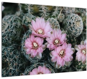 Kaktusz virágának képe (üvegen) (70x50 cm)